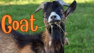 Goats Everything You Need to Know