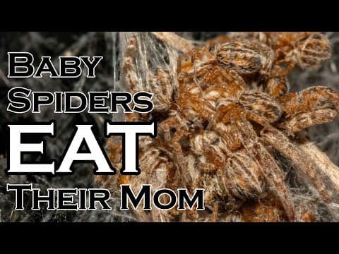 Spider Babies Eating Their Mother Filmed Start-To-Finish For The First Time