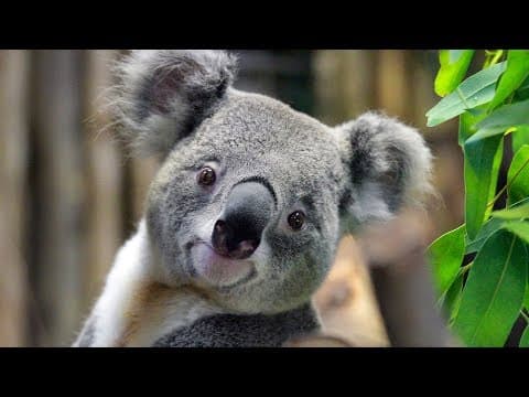 Dallas Zoo's Male Koala Shows Off Pipes