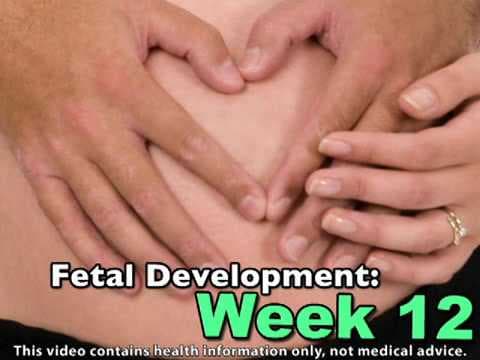 Fetal Development Week 12 (Pregnancy Health Guru)