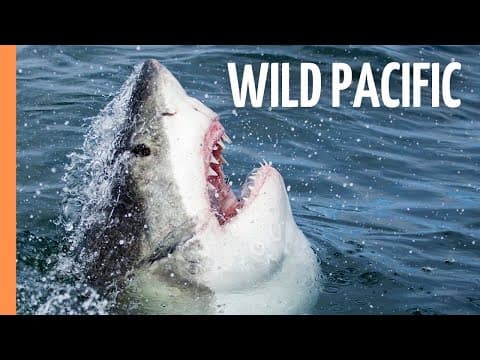 Wild pacific-the beauty of life
