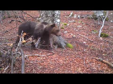 Un albero un anno - One tree one year