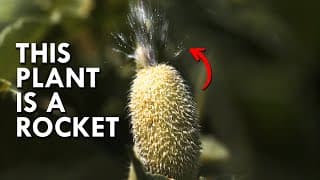 Squirting Cucumber | The Plant That Explodes