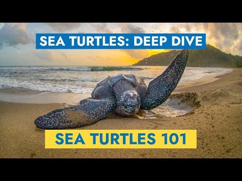 Sea Turtles 101: Learn All About Sea Turtles – Deep Dive - YouTube