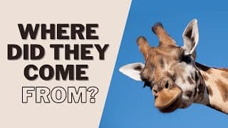 Why Are There More Giraffes Than We Thought