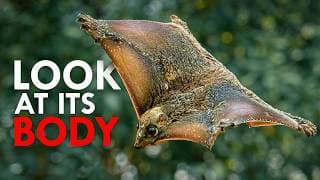 The Colugo Is The Strangest Animal You’ve Never Heard Of