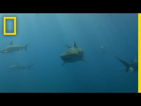 The Shark Immune System | When Sharks Attack