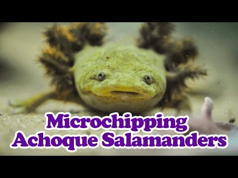 Achoque Salamanders: Microchipping One Of The World’s Rarest Amphibians