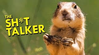 Prairie Dog language is more complex than we ever imagined