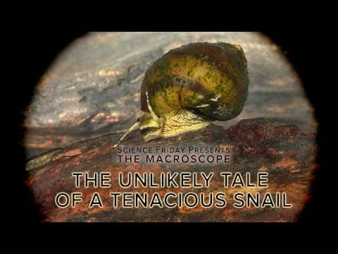 The Unlikely Tale of a Tenacious Snail - YouTube
