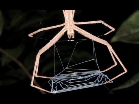 Why Spiders Don't Stick To The Web