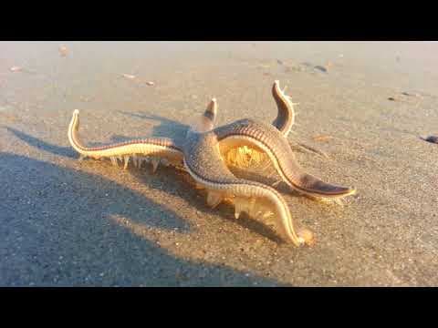 How to help a walking starfish on the beach