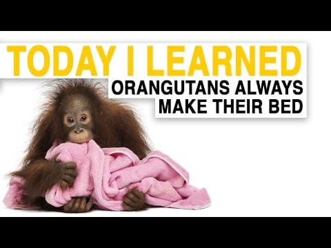 Orangutans Build Comfy Nests to Sleep in | Today I Learned
