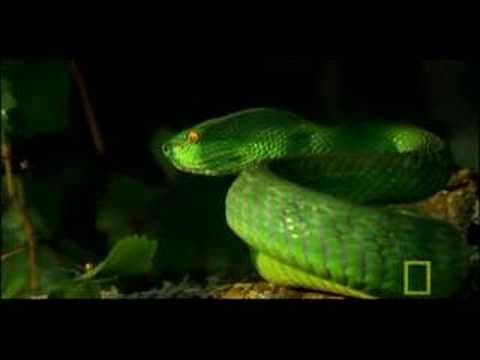 Deadly Venomous Viper | National Geographic - YouTube
