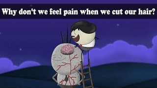 Nervous System - Why don't we feel pain when we cut our hair  aumsum kids science