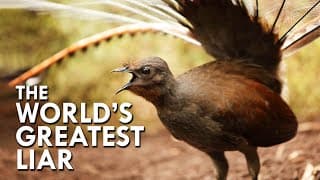 Lyrebird |The World’s Greatest Mimic