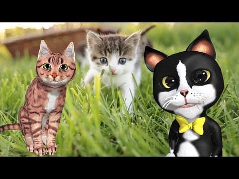 Learn About Cats