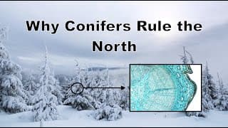 Why Do Conifers Rule the North
