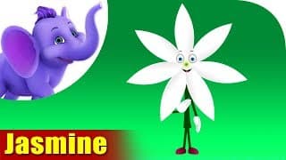 Jasmine | Flower Song | 4K | Appu Series