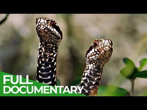 Magical moors-a mysterious world full of life-owner free documentary nature