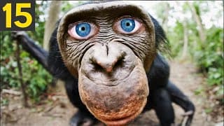 Ways Chimps are as Smart as Humans