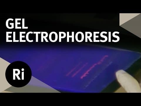 How Does Gel Electrophoresis Work? - Christmas Lectures with Walter Bodmer