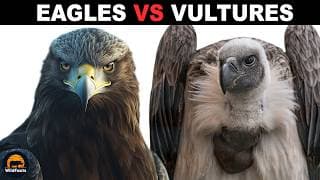 What Is The Difference Between Eagles And Vultures