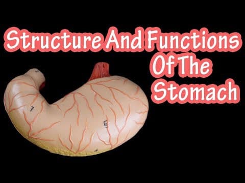 Structure Of The Stomach - Functions Of The Stomach - How Does The Stomach Work
