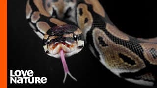 Why Do Snakes Flick Their Tongues