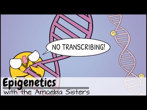 Monohybrids and the Punnett Square Guinea Pigs