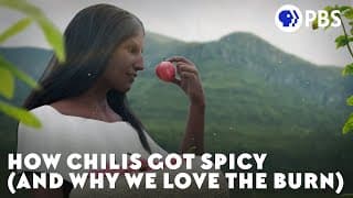How Chilis Got Spicy |and Why We Love the Burn