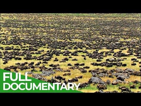 Great migration-wild ones-episode 11-owner free documentary nature