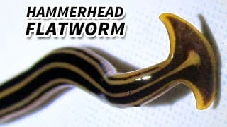 Hammerhead Flatworm Facts |They EAT EARTHWORMS