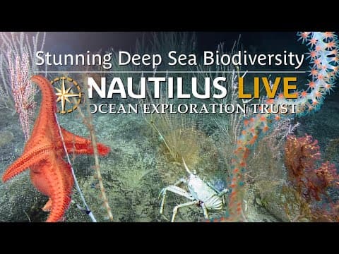 Stunning Deep Sea Biodiversity of Bikar and Bokak National Marine Sanctuary