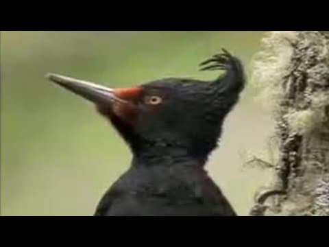 Territorial Animal Sounds in the Forest | David Attenborough