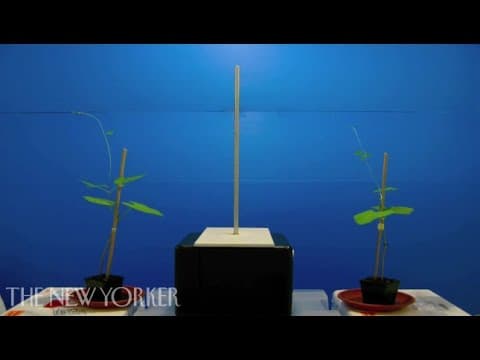 Plant Neurobiology - Commentary - The New Yorker