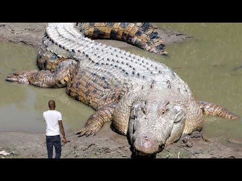 10 Largest Reptiles in the World Crocodiles and Turtles