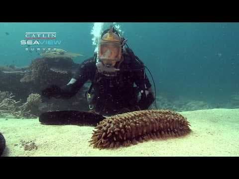 Seaview Science Video: Sea Cucumbers - YouTube