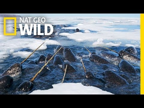 Narwhals- The Unicorns of the Seaand