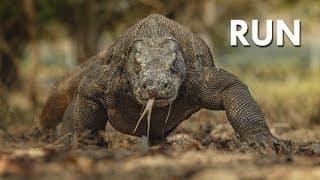Komodo Dragon |The Ultimate Apex Predator