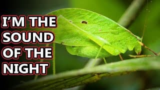 Katydid facts |called bush crickets but that's confusing
