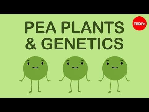How Mendel's pea plants helped us understand genetics - Hortensia Jiménez Díaz - YouTube