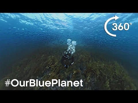 360° Norwegian Kelp Forest Soundscape  OurBluePlanet