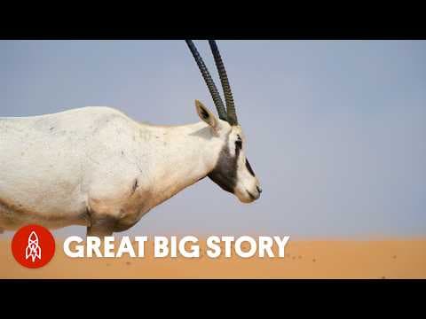 How Did This Animal Survive Extinction In Dubai? - YouTube