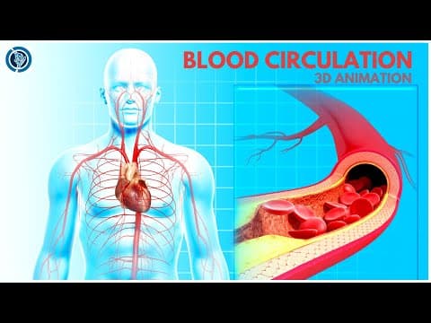 Cardiovascular System Overview| Circulatory Function 3D Animation