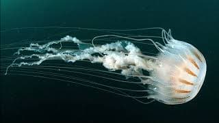 Facts | Atlantic Sea Nettles and Bay Nettles