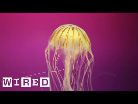 The Jellyfish’s Swimming Secret? It’s a Master of Suction
