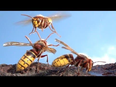 Best of hornet flights - slowmotion. Hornissen-Flugaufnahmen in Zeitlupe