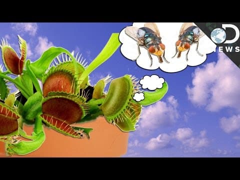 How Smart Are Plants?