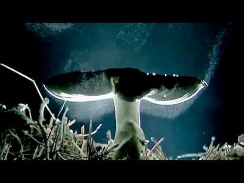 Spore Rain (mushrooms reproduction) - YouTube